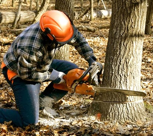 Tree Removal in Burdine, KY